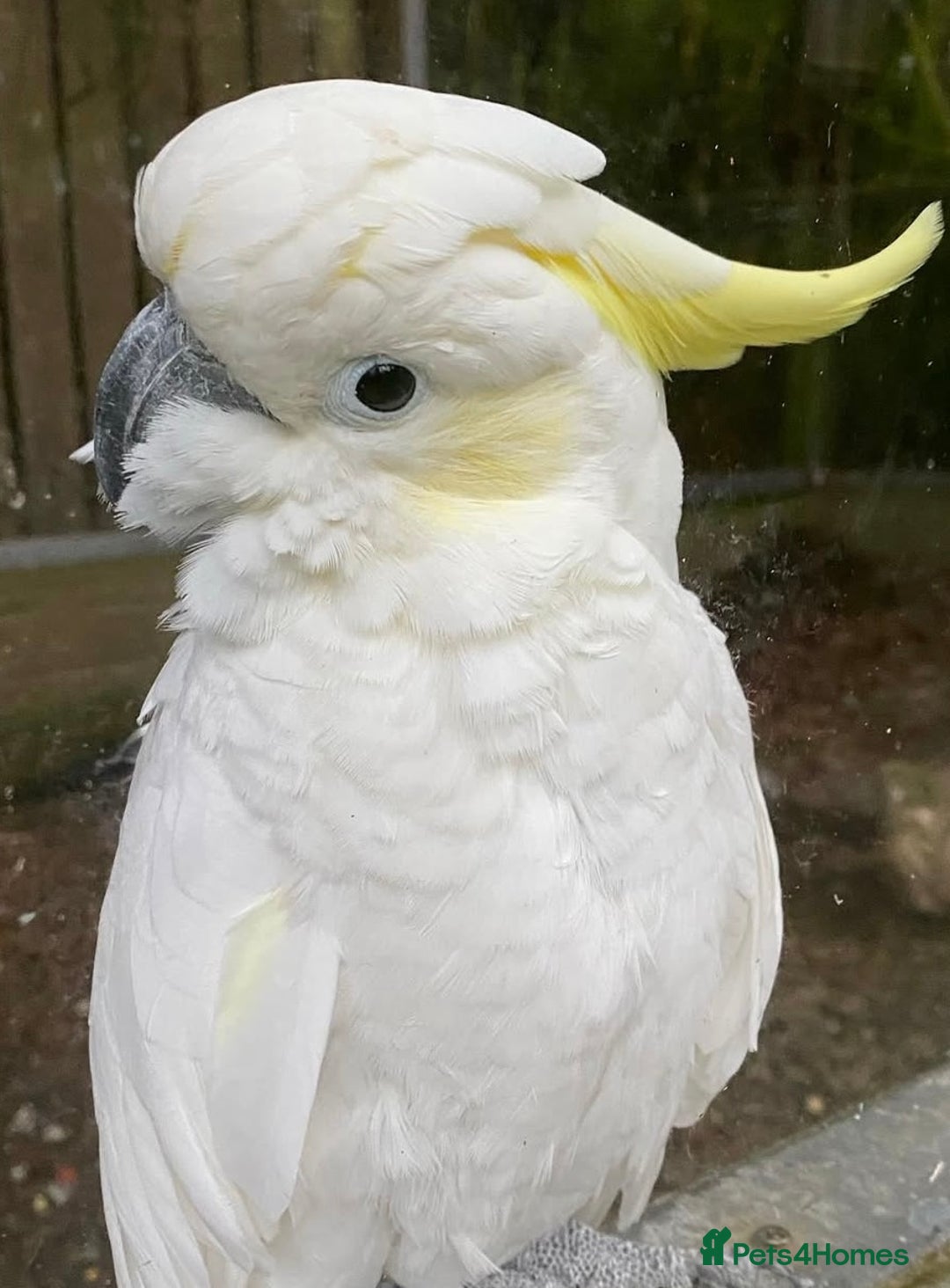 Parrots birds for sale: Fully tame crested cockatoo for sale  - Image 2