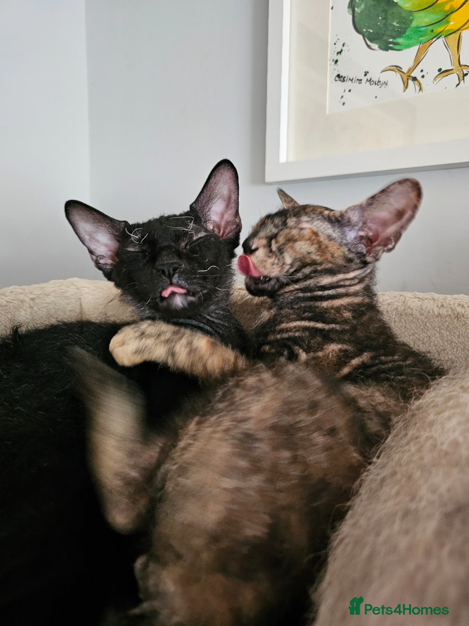 Sphynx cats for sale: Sphynx x Siamese young cat - Advert 11