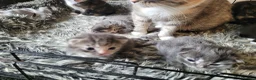 Mixed Breed cats for sale: 3 girl kittens  - Advert 23