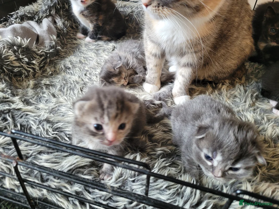 Mixed Breed cats for sale: 3 girl kittens  - Advert 23