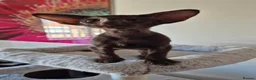 Oriental cats for sale: GCCF Registered Oriental and Siamese Kittens - Advert 7