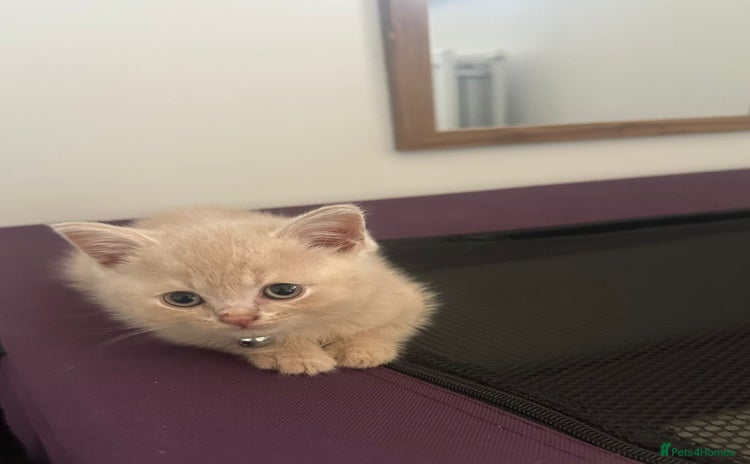 British Shorthair cats - Advert 4