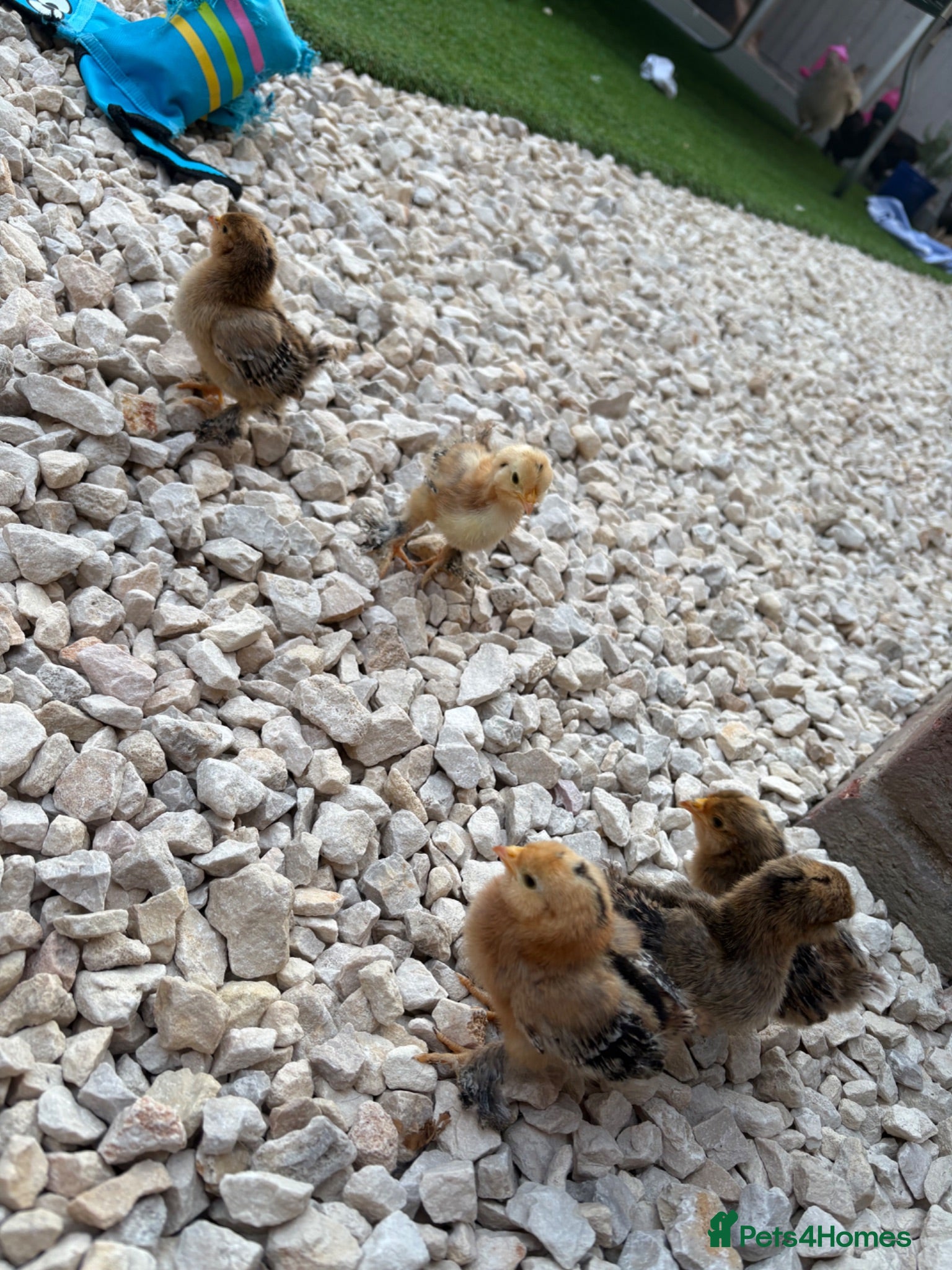 Chickens poultry Mixed speckled bantam chicks - Advert 3