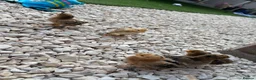 Chickens poultry for sale: Mixed speckled bantam chicks in Wantage - Advert 1