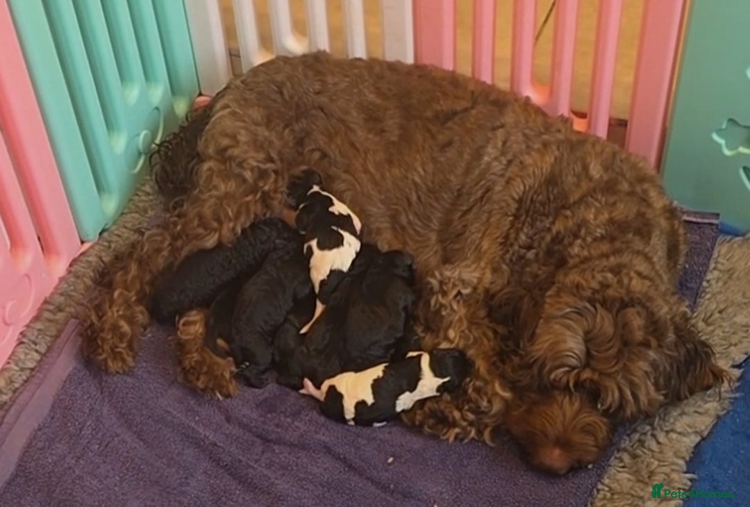 Labradoodle dogs for sale: Gorgeous Labradoodle Babies  - Image 11
