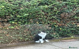 Mixed Breed cats for sale: hugo and bella - Image 1