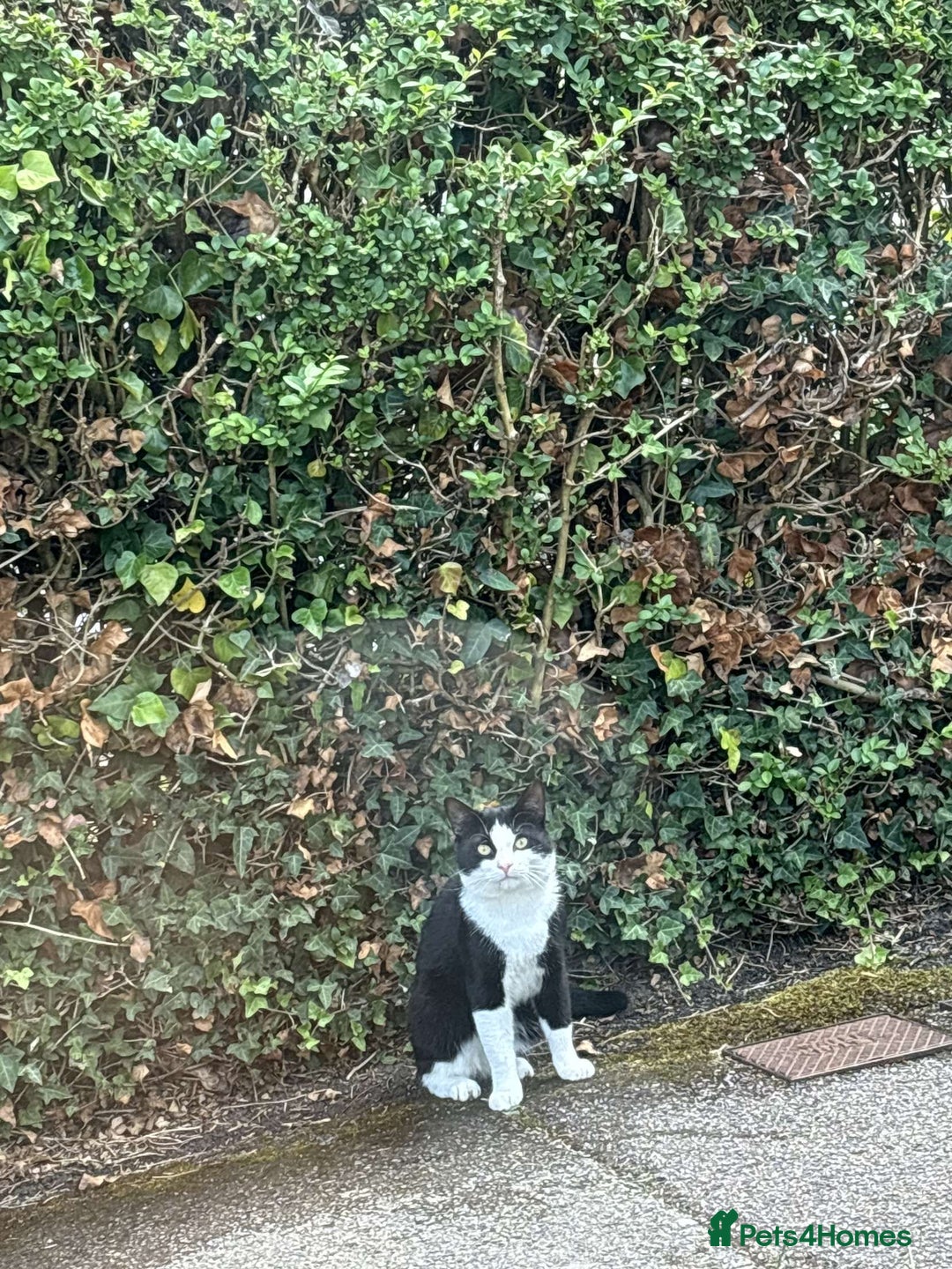 Mixed Breed cats for sale: hugo and bella - Image 1