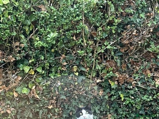 Mixed Breed cats - Advert 22