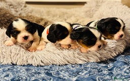 Cavalier King Charles Spaniel dogs for sale: 🐶 Beautiful Cavalier King Charles Puppies - Image 7