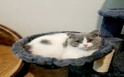 British Shorthair cats for sale: Gorgeous Blue Bicolour British Shorthair Male - Image 14