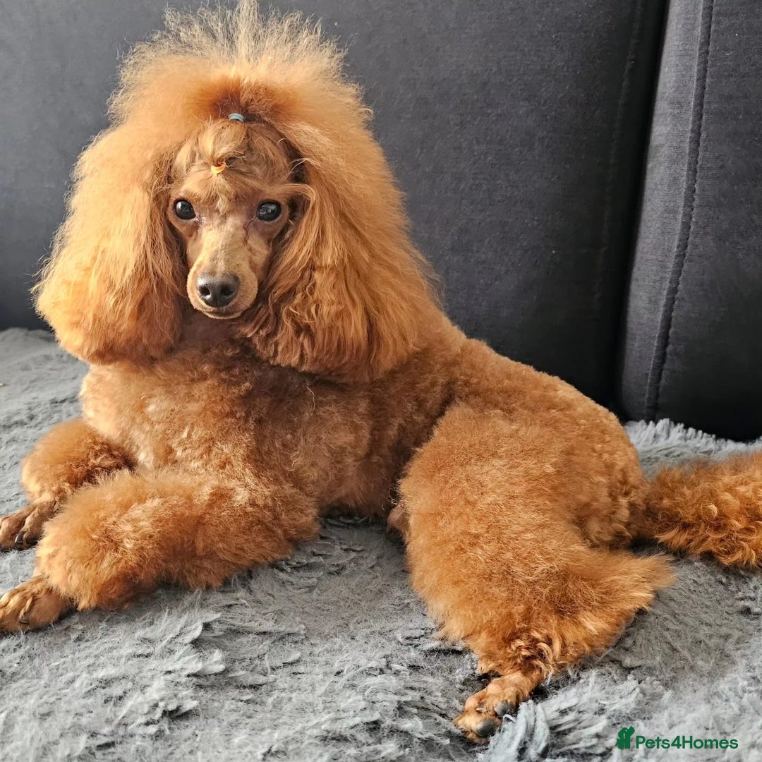 Toy Poodle dogs for sale: Deep red extra Tiny toy poodle KC registered puppy - Image 16