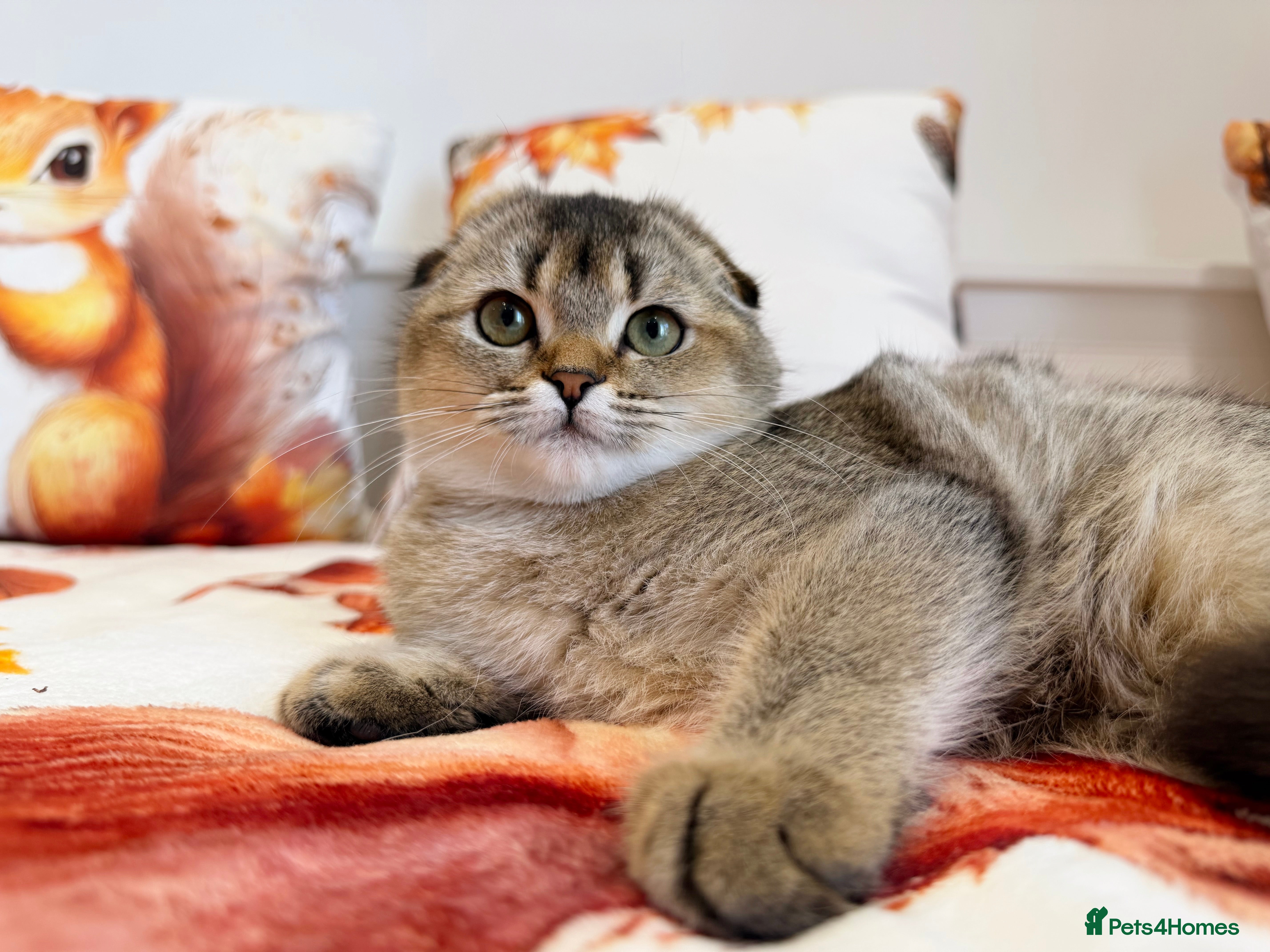 Scottish Fold cats 💙🐾 **Gorgeous Scottish Fold Boy ** - Advert 2