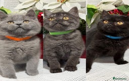 British Shorthair cats for sale: Adorable British shorthair kittens TICA - Image 1