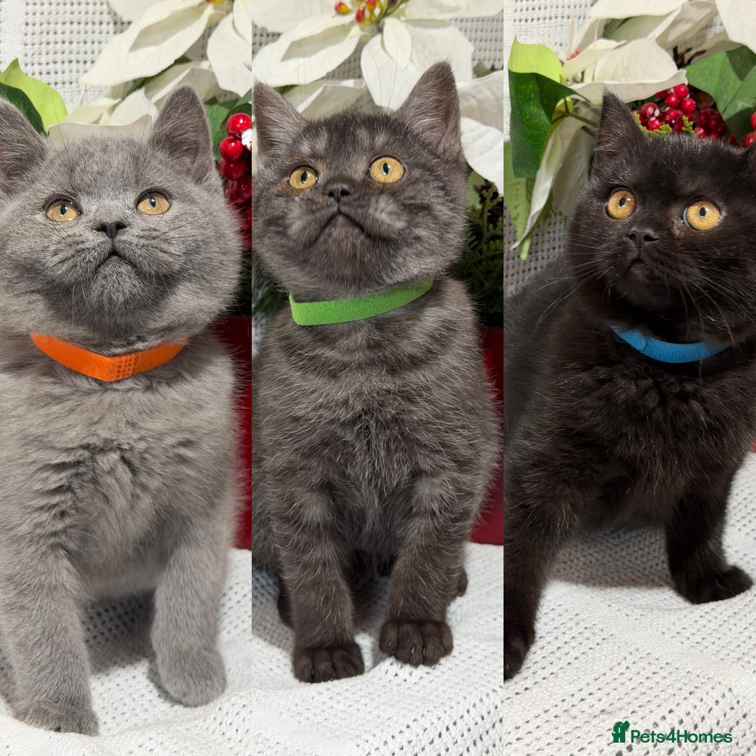 British Shorthair cats for sale: Adorable British shorthair kittens TICA - Image 1