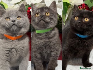 British Shorthair cats - Advert 33