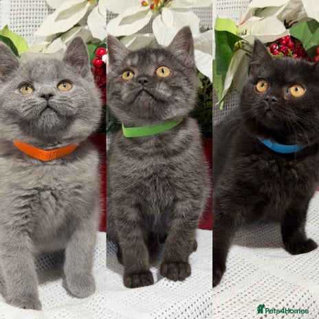 British Shorthair cats - Advert 1