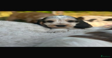 Cocker Spaniel dogs - Advert 1