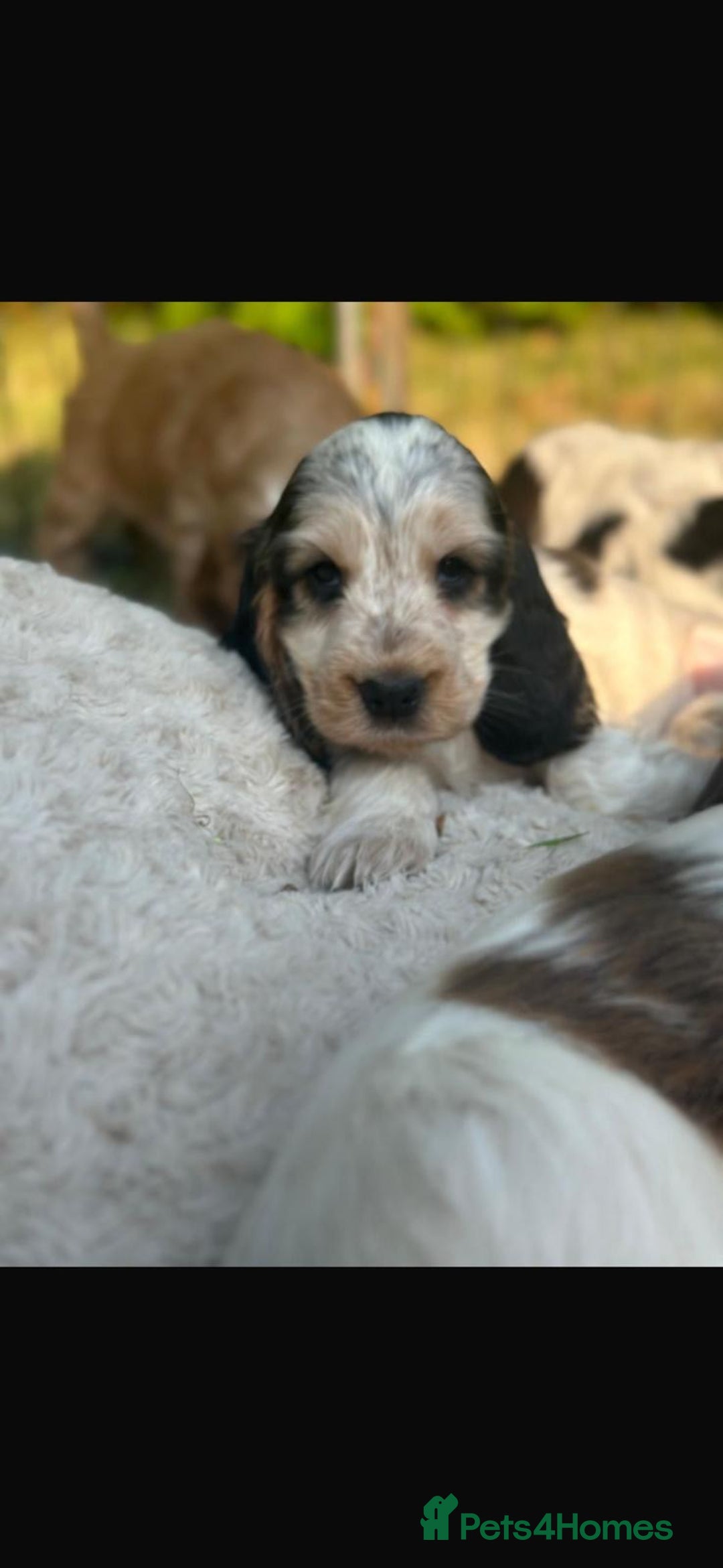 Cocker Spaniel dogs for sale: STUNNING Rizi Bizi sired Cocker puppies DNA Tested - Image 26