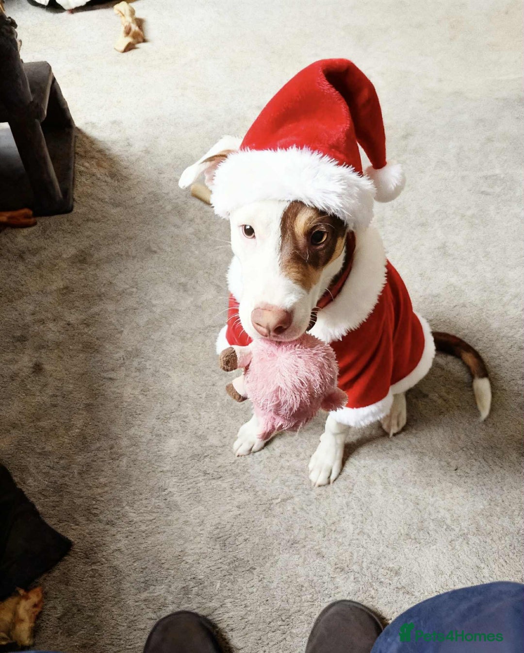 Mixed Breed dogs for sale: American Bulldog/Staffy Cross - Advert 3