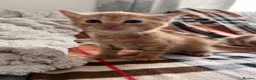 Mixed Breed cats for sale:     Beautiful Healthy Kittens Ready To Reserve  - Advert 2