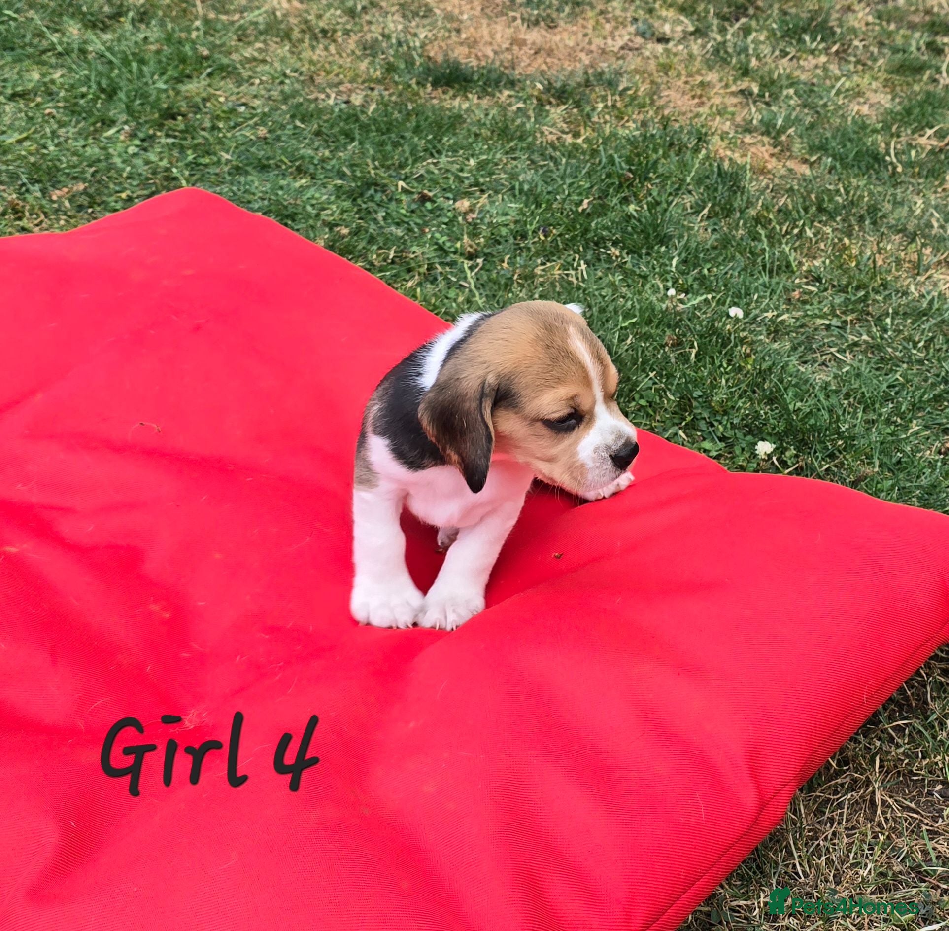 Beagle dogs Gorgeous KC reg puppies - Advert 2