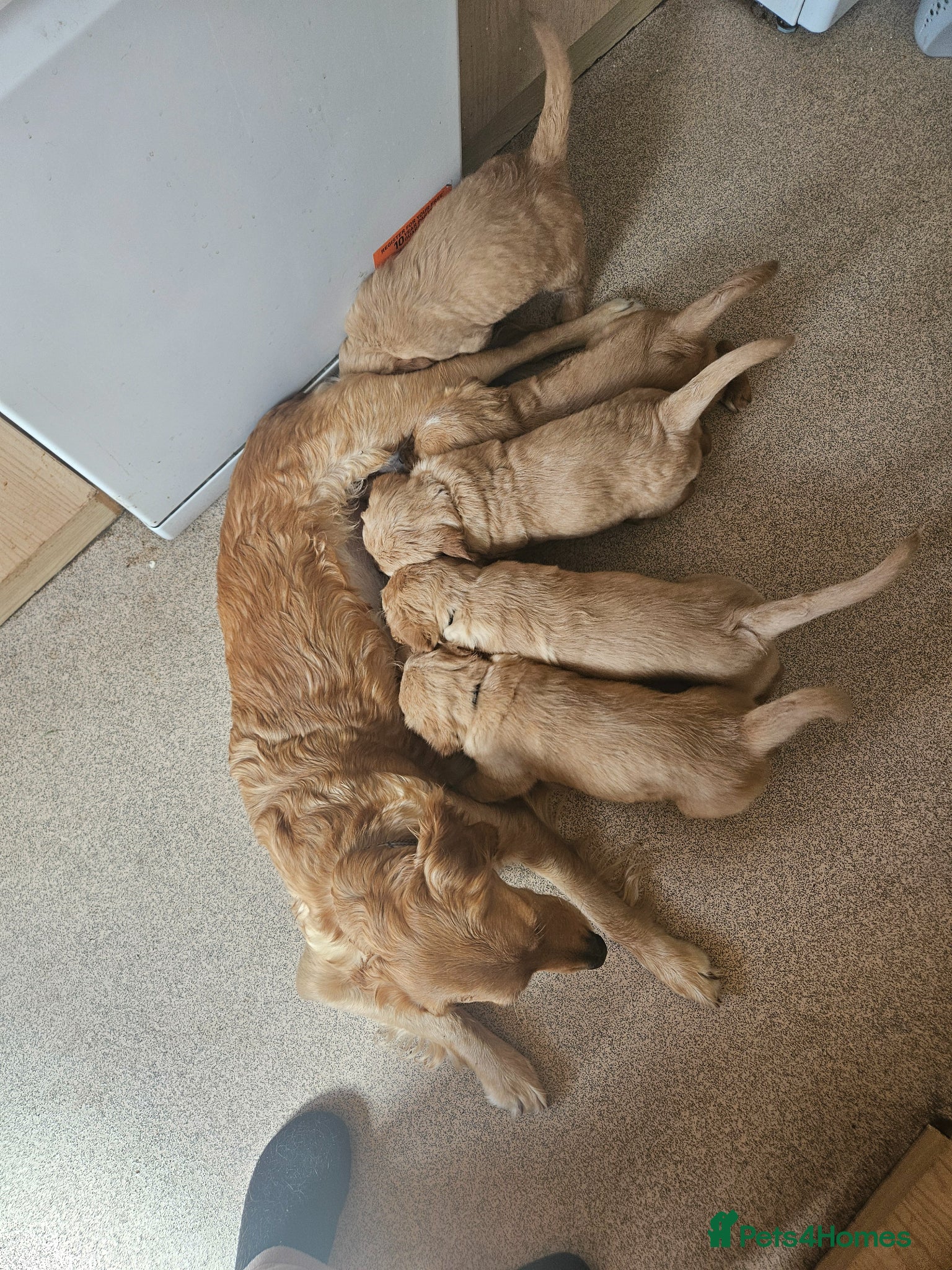 Golden Retriever dogs 3 gorgeous boys left - Advert 2