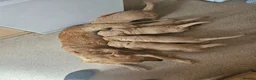 Golden Retriever dogs for sale: 3 gorgeous boys left - Advert 1