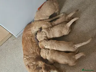 Golden Retriever dogs 3 gorgeous boys left - Advert 5