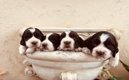 English Springer Spaniel dogs for sale: Liver/whitee Springer Spaniels - Image 4