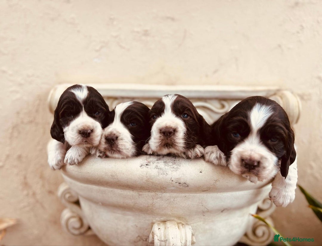 English Springer Spaniel dogs for sale: Liver/whitee Springer Spaniels - Image 4