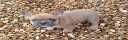 French Bulldog dogs for sale: 5 Beautiful French Bulldog looking for a new home in Wellingborough - Advert 2