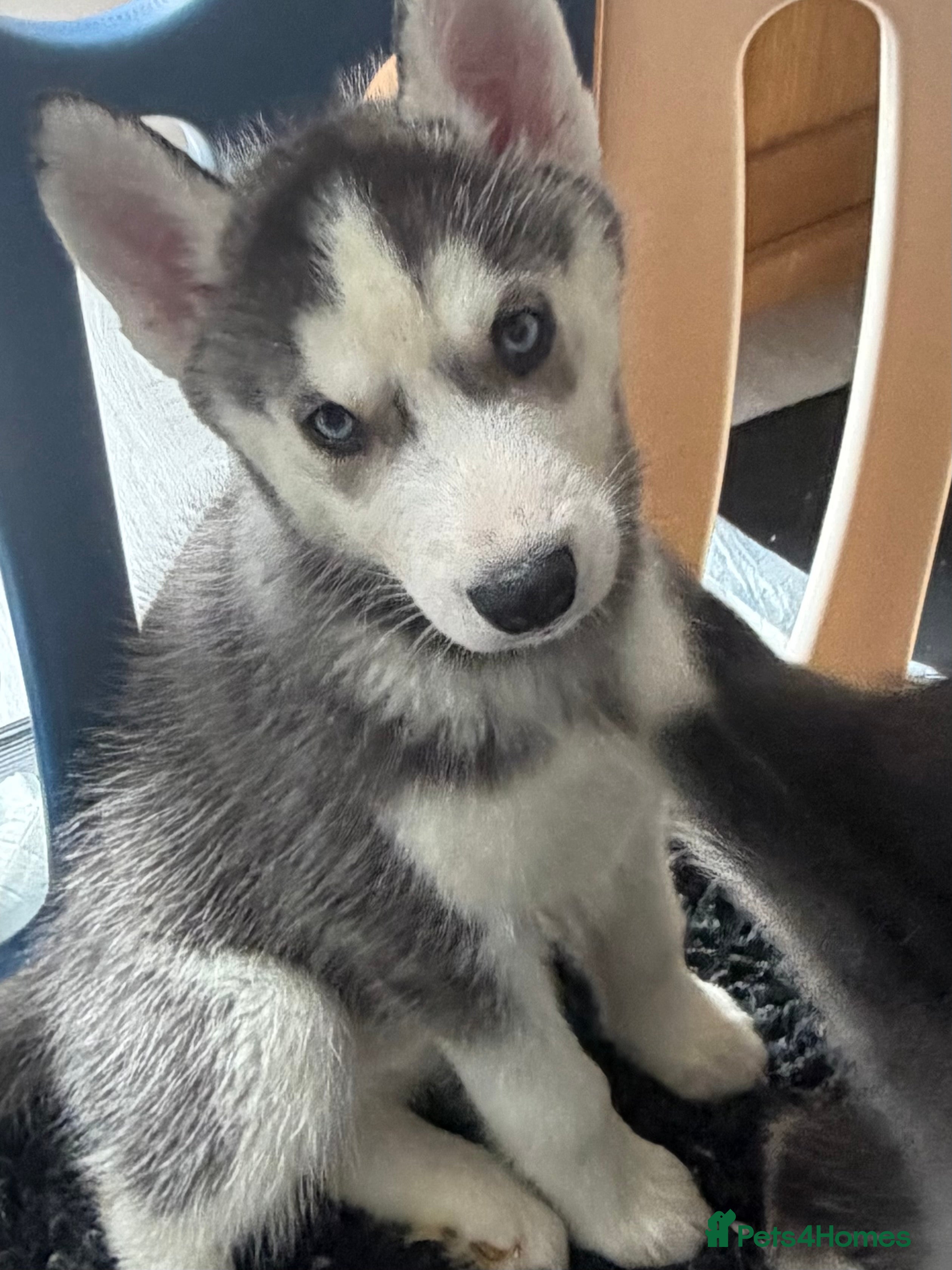 Siberian Husky dogs Siberian huskies *ready to leave now* - Advert 14