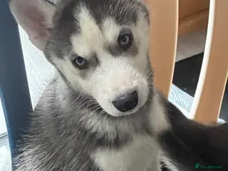 Siberian Husky dogs Siberian huskies *ready to leave now* - Advert 14