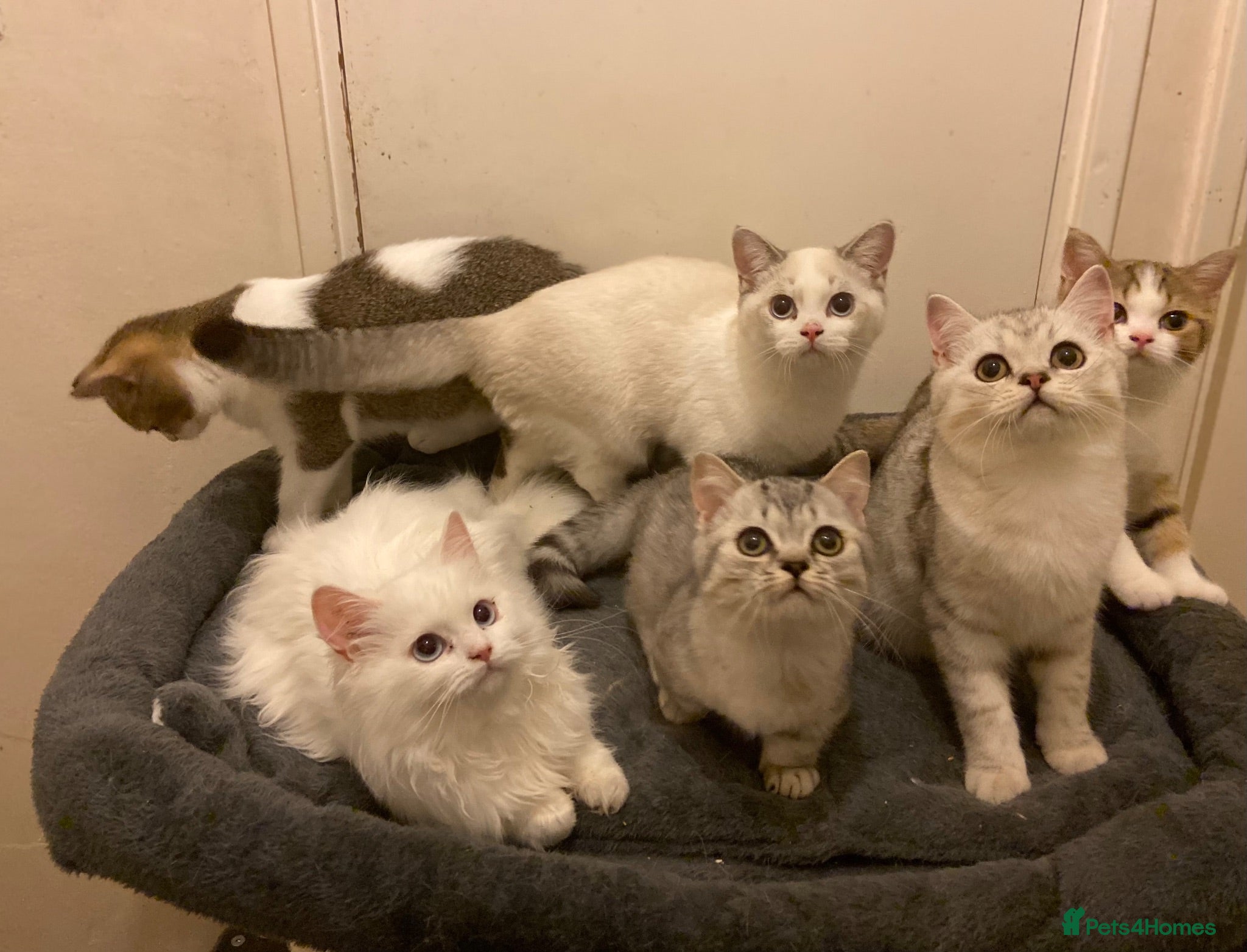 Munchkin cats ✨ Adorable TICA Registered Munchkin Kittens ✨ - Advert 1