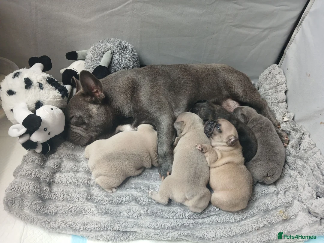 French Bulldog dogs for sale: Full pedigree French bulldogs in Lowestoft - Advert 6