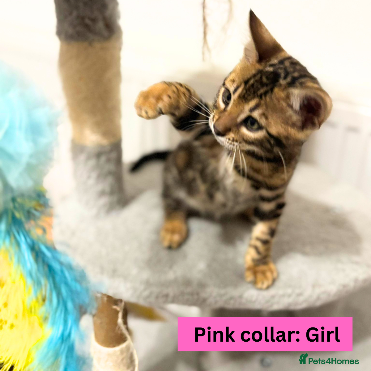 Bengal cats for sale: Luxury 5-Generation-Pedigree Bengal Kittens - Advert 19