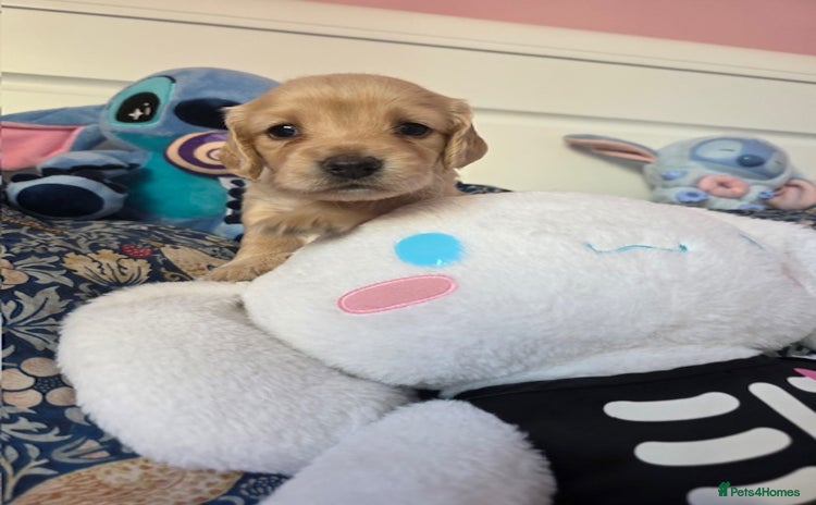 Mixed Breed dogs Cocker Spaniel Puppies – 4 Weeks Old - reserve now - Advert 1