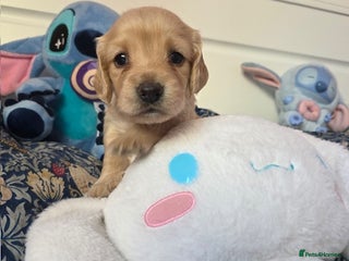 Mixed Breed dogs Cocker Spaniel Puppies – 4 Weeks Old - reserve now - Advert 5