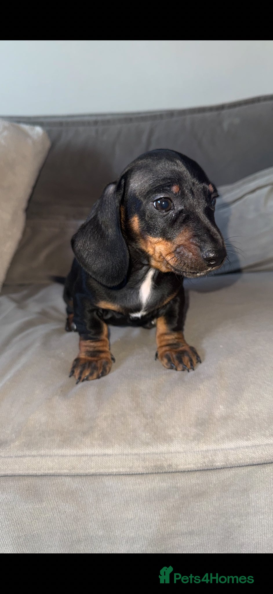 Dachshund dogs Miniature Dachshund READY TO LEAVE  - Advert 1