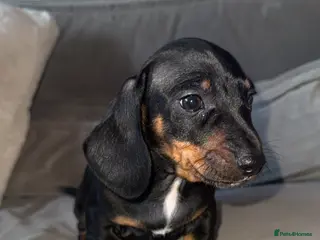 Dachshund dogs Miniature Dachshund READY TO LEAVE - Advert 1