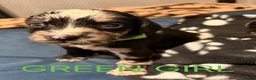 Cocker Spaniel dogs for sale: 8 beautiful working cocker spaniel puppies - Advert 6