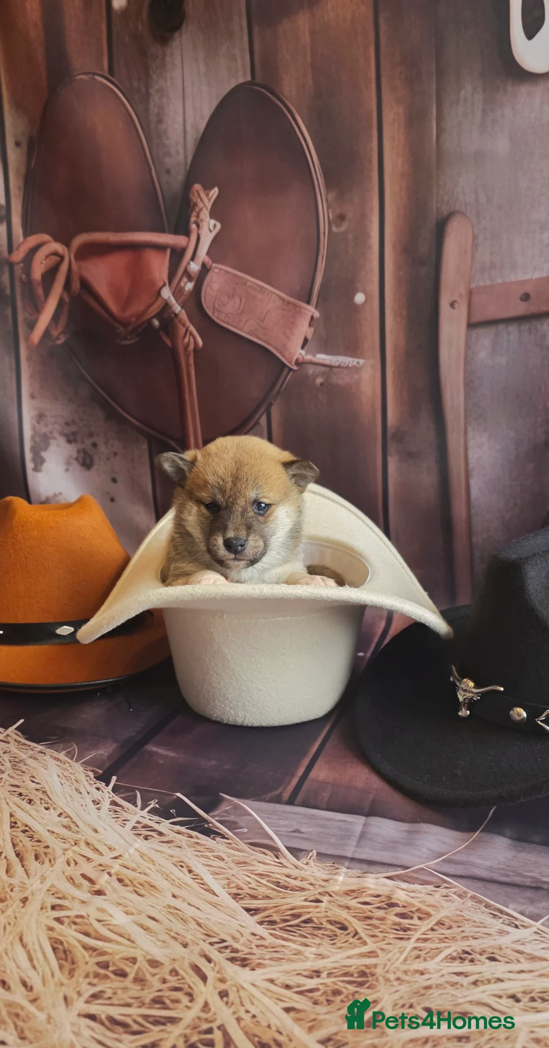 Japanese Shiba Inu dogs for sale: Outstanding Japanese Shiba Inu - Advert 19