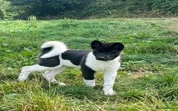 Akita dogs for sale: Beautiful American Akita puppy girl  - Image 2