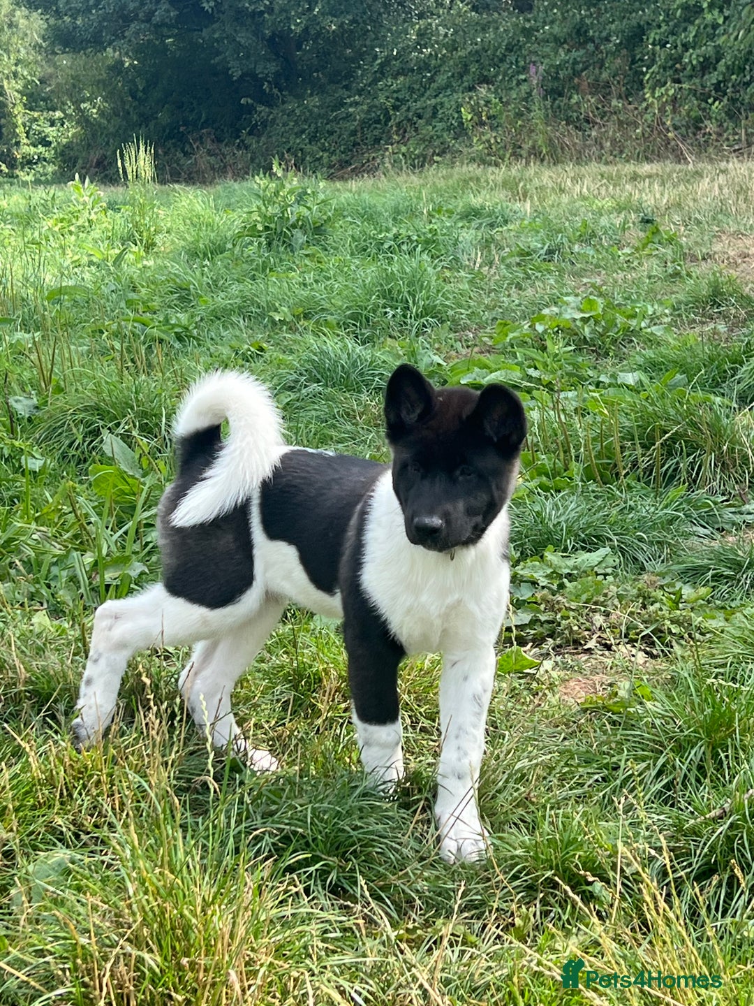 Akita dogs for sale: Beautiful American Akita puppy girl  - Image 2