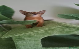 Abyssinian cats for sale: Beautiful Abyssinian Kittens - Image 17