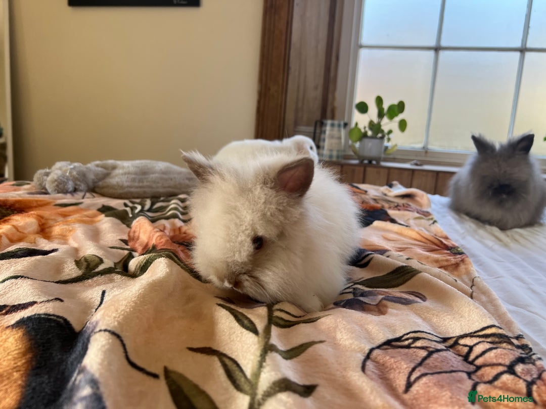 Mini Lop rabbits for sale: Mini lop and Lionheads for sale  - Image 5