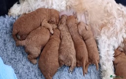 Toy Poodle dogs for stud: Proven red toy poodle For stud  ( Health tested )  in Rotherham - Image 13
