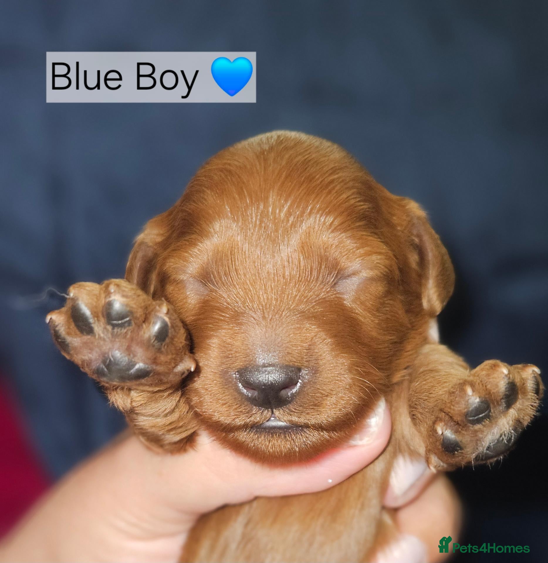 Cavapoo dogs Licensed breeder,dna clear red tiny cavapoo pups  - Advert 3