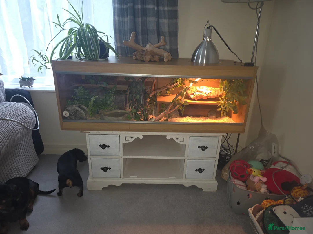 Corn Snake reptiles for sale: Beautiful female corn snake - Advert 3