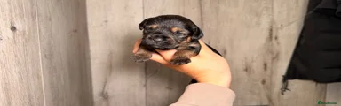 Mixed Breed 7